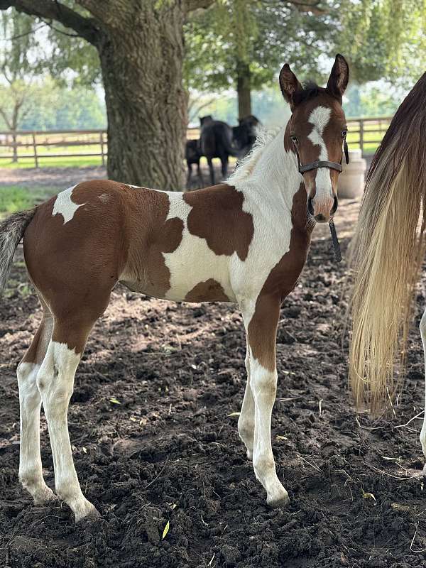 apha-cross-friesian-horse