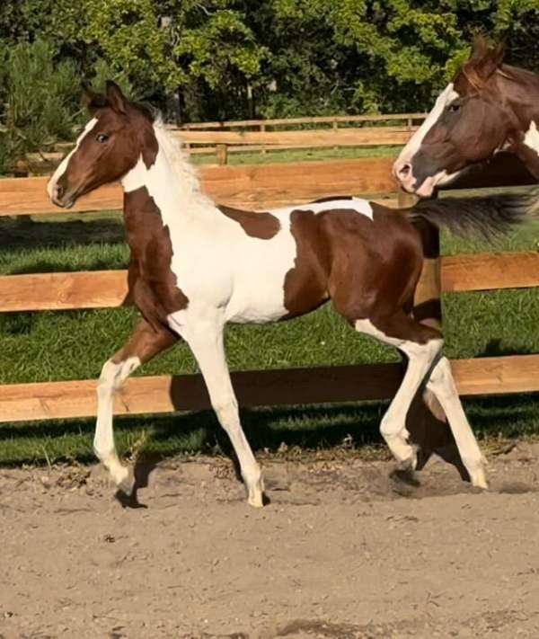 bay-tobiano-filly-friesian-horse