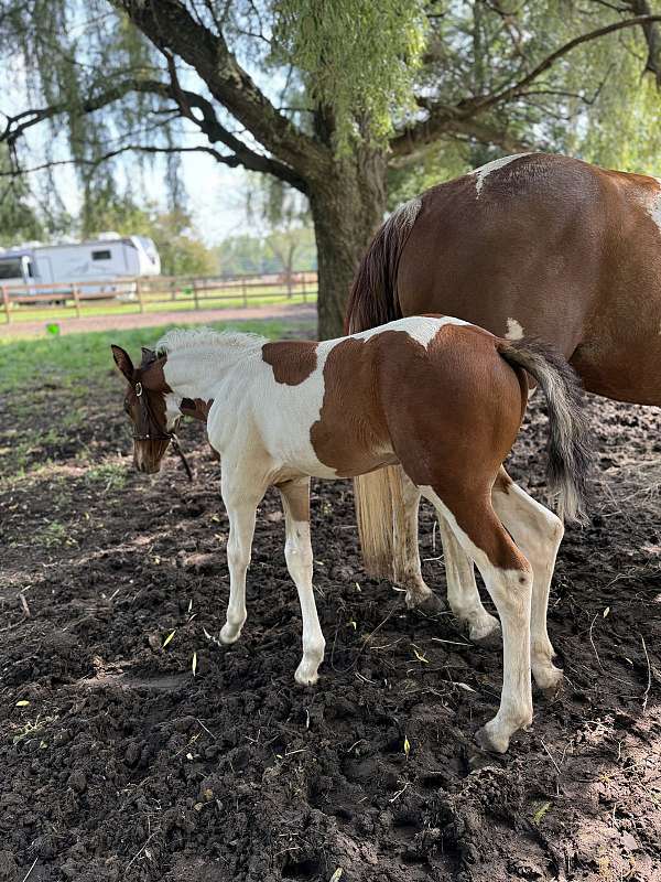 tobiano-filly-friesian-horse