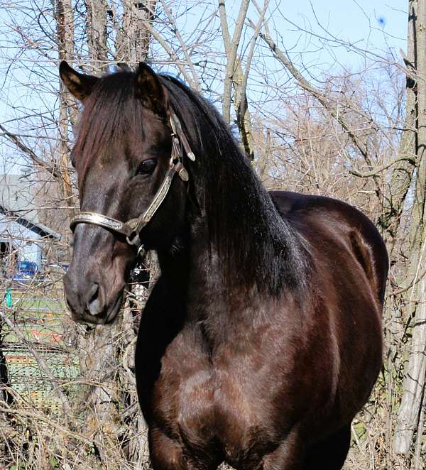 ranch-quarter-horse