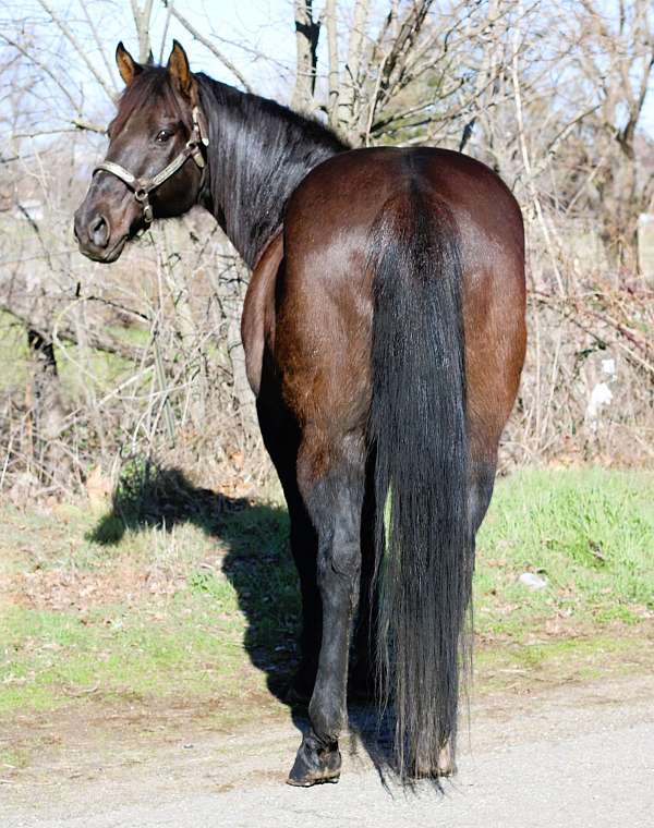 ranch-work-quarter-horse