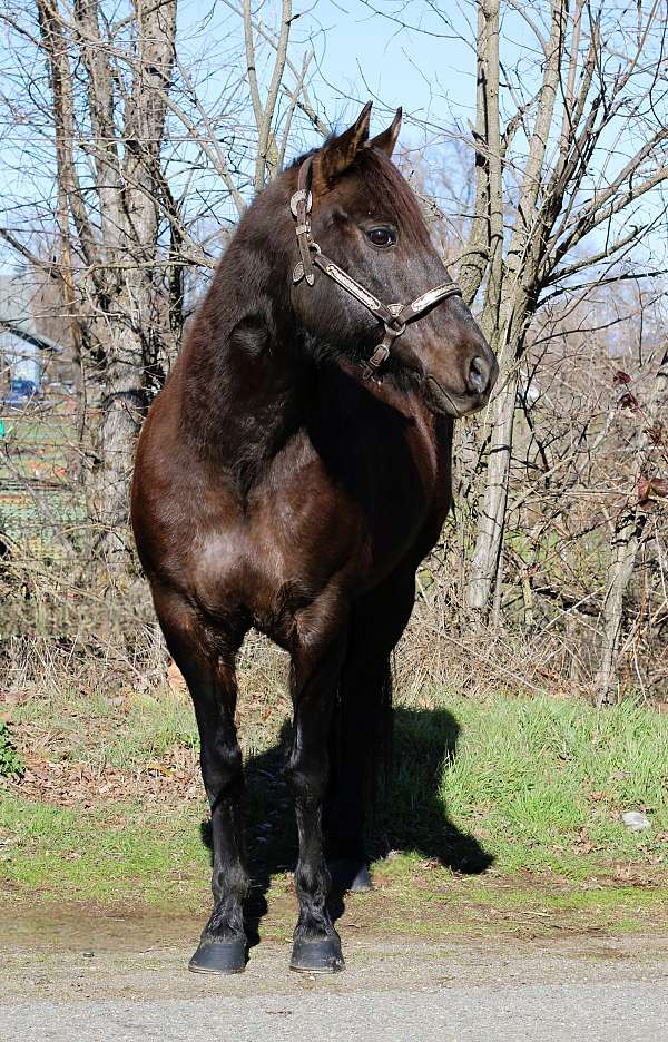 ranch-versatility-quarter-horse