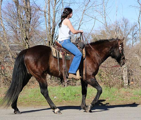 working-cattle-quarter-horse