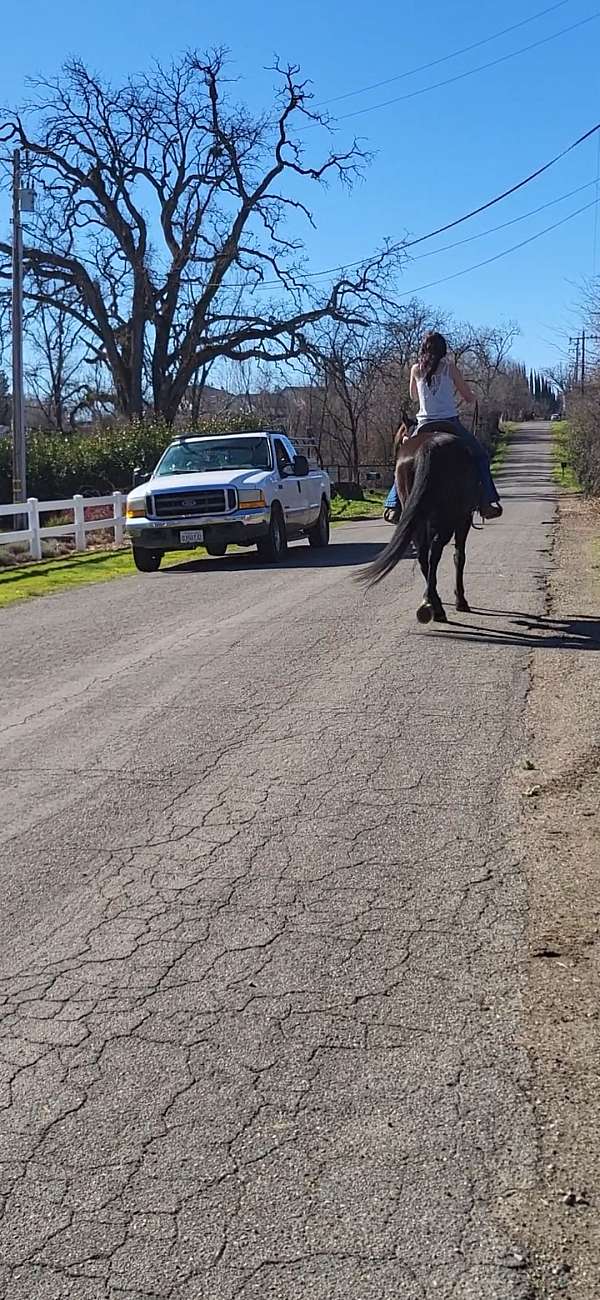 black-all-around-horse