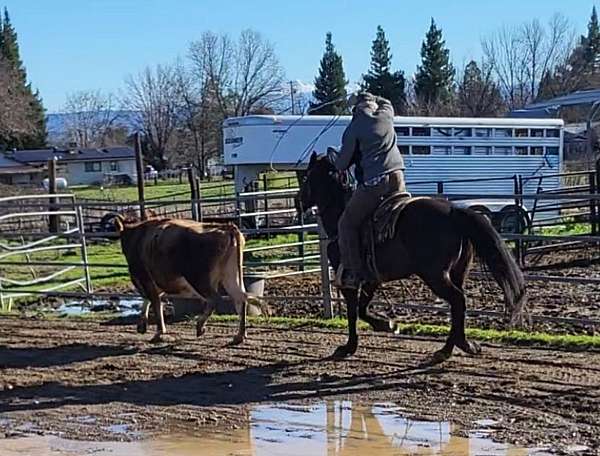 black-husband-safe-horse