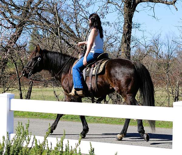 youth-quarter-horse