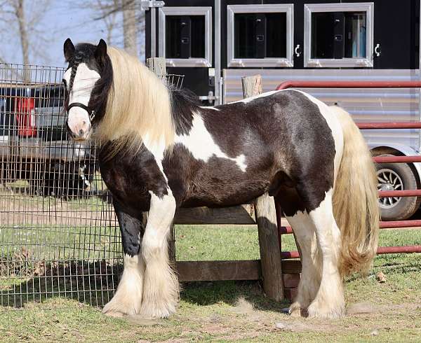 tobiano-horse