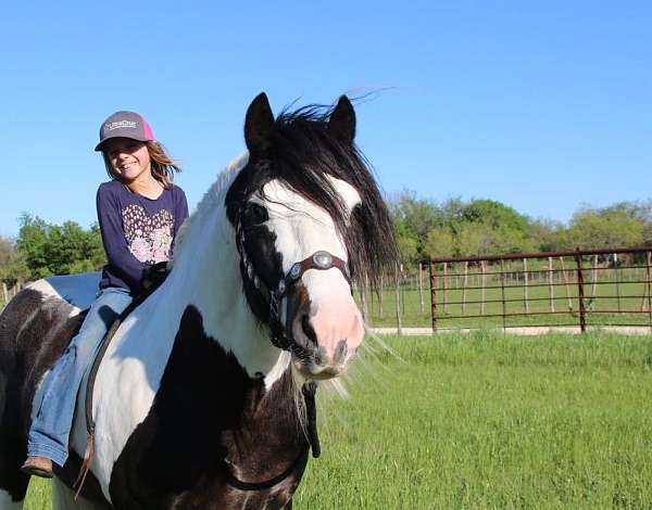 athletic-gypsy-vanner-horse