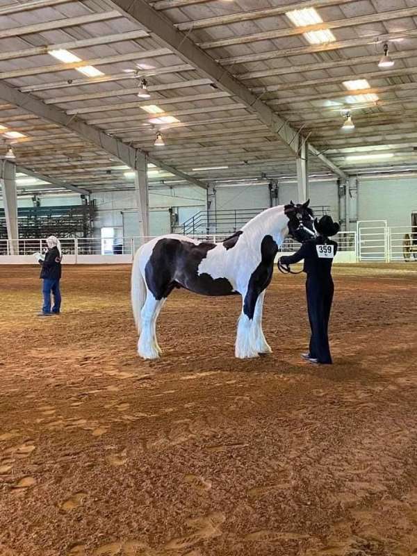 draft-gypsy-vanner-horse