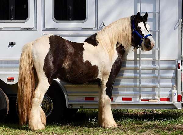 driving-gypsy-vanner-horse