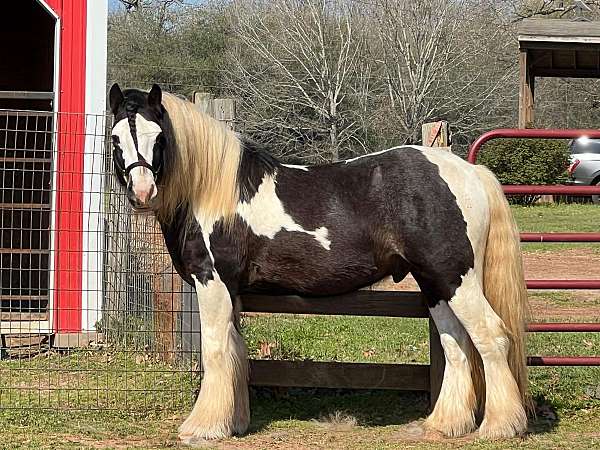 english-pleasure-gypsy-vanner-horse