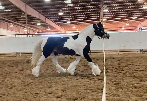 halter-gypsy-vanner-horse