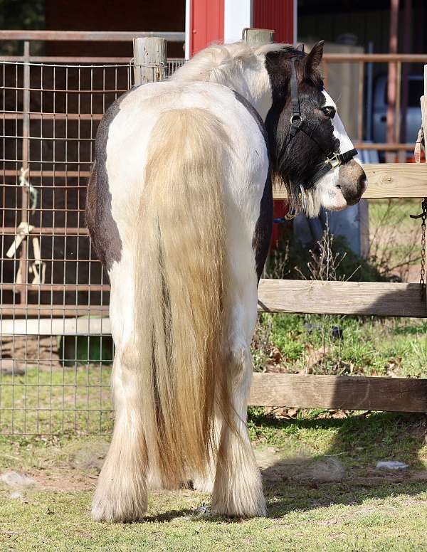 trail-gypsy-vanner-horse