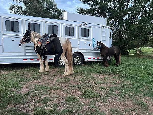 trail-riding-gypsy-vanner-horse