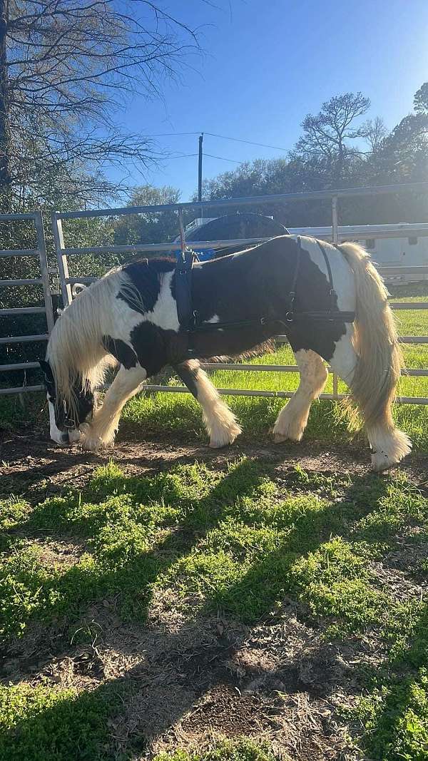 trail-class-competition-gypsy-vanner-horse