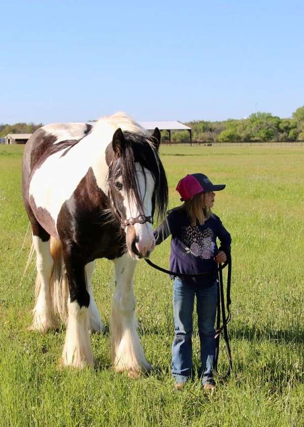 western-pleasure-gypsy-vanner-horse