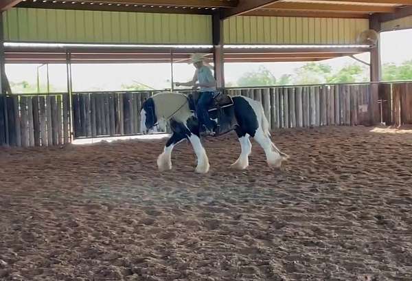 bay-gypsy-vanner-gelding