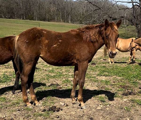 gay-bar-king-quarter-horse