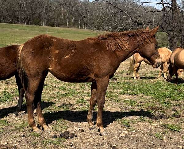 three-bars-quarter-horse