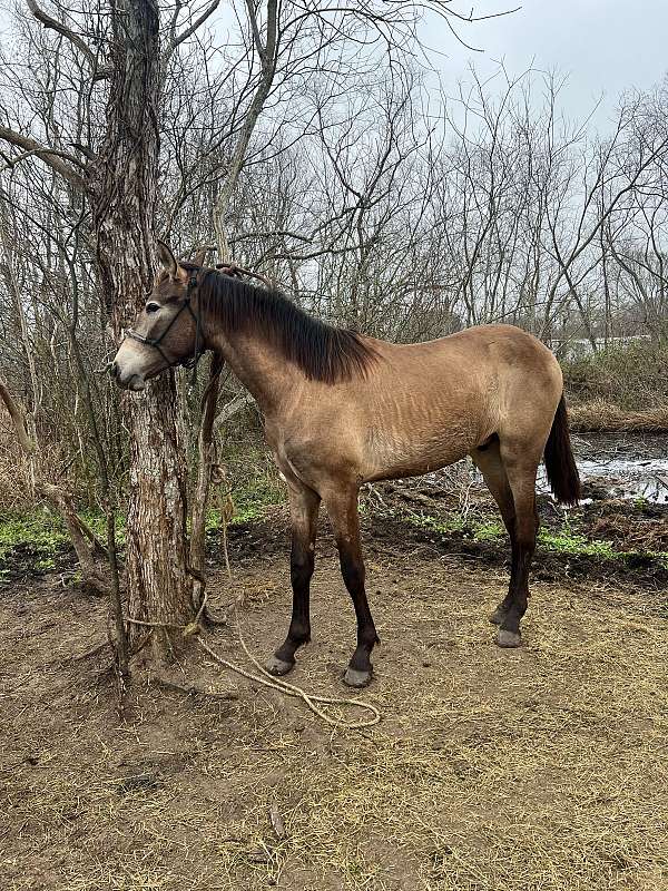 buckskin-andalusian-colt