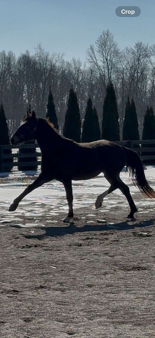 warmblood-mare