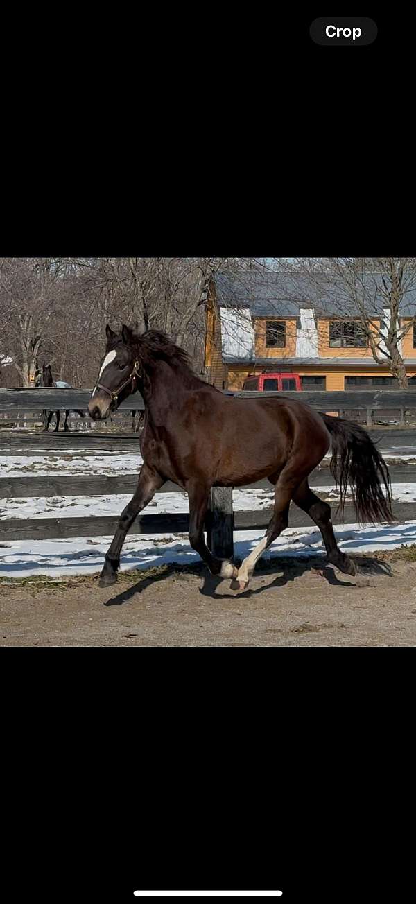 around-warmblood-horse