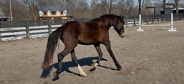 broodmare-warmblood-horse