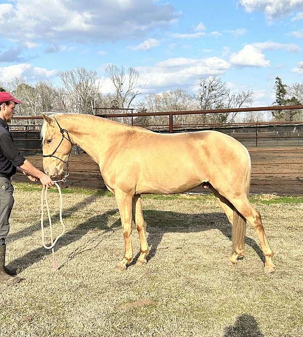 barrel-andalusian-pony