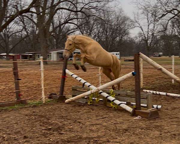 cowboy-mounted-shooting-andalusian-pony