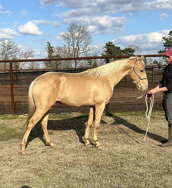 eventing-andalusian-pony