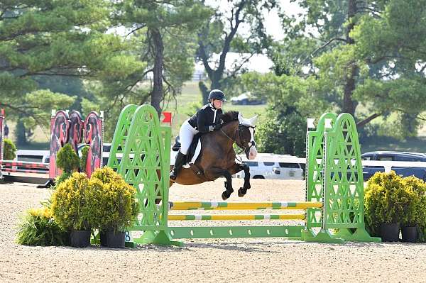 eventing-draft-quarter-horse