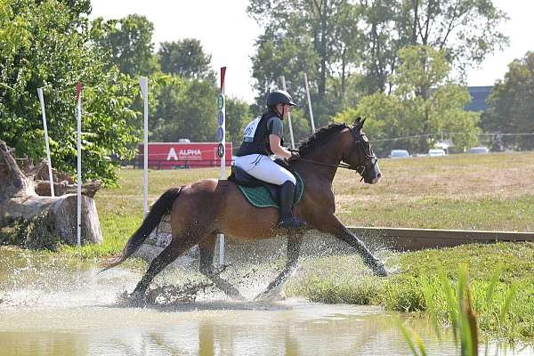 pony-gelding