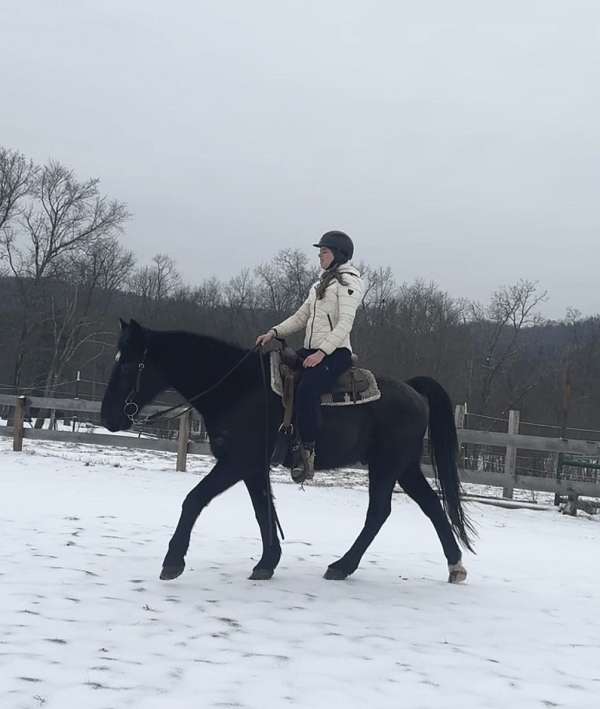 tennessee-walking-gelding