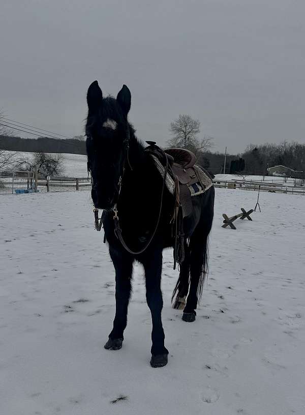 tennessee-walking-horse