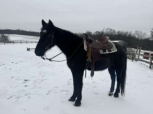 tennessee-walking-horse-for-sale