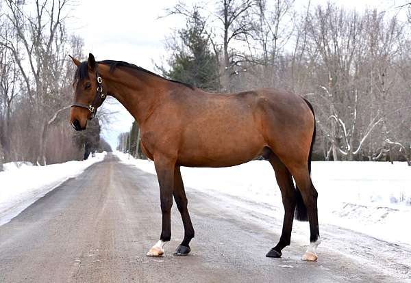 westfalen-gelding