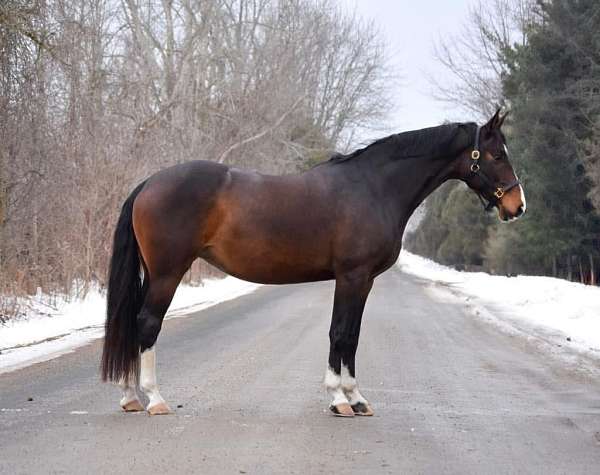 eq-prospect-warmblood-horse