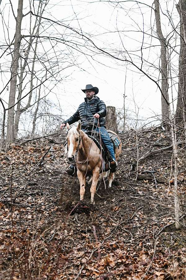 palomino-white-socks-blaze-horse