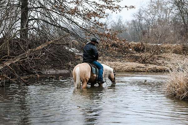 all-around-quarter-horse