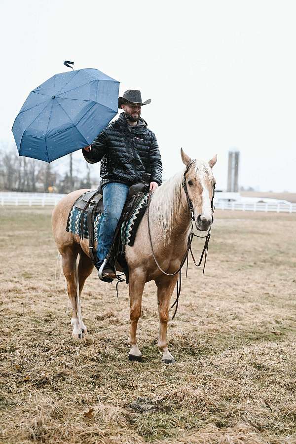 cowboy-mounted-shooting-quarter-horse