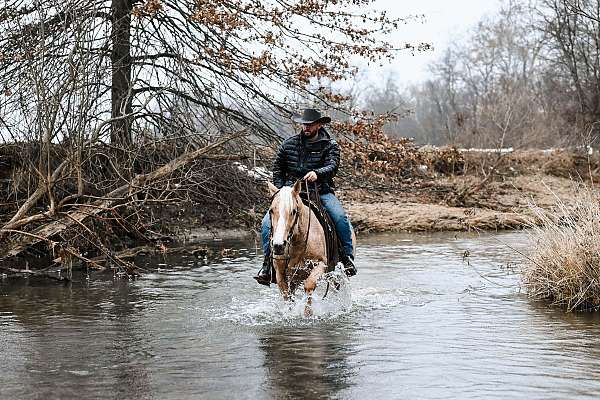 dressage-quarter-horse