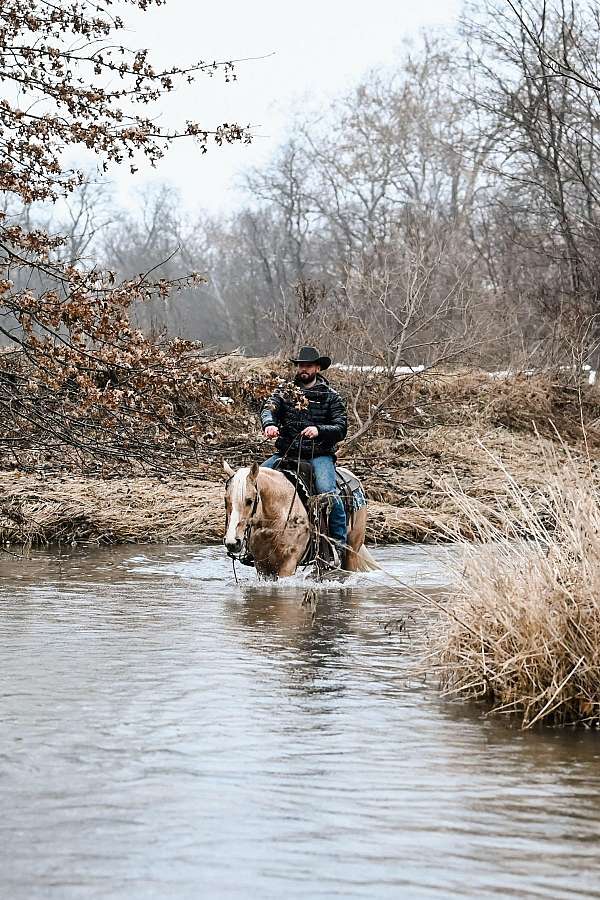 flashy-quarter-horse