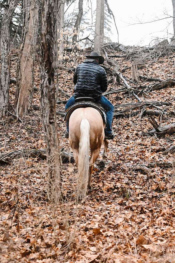 horsemanship-quarter-horse