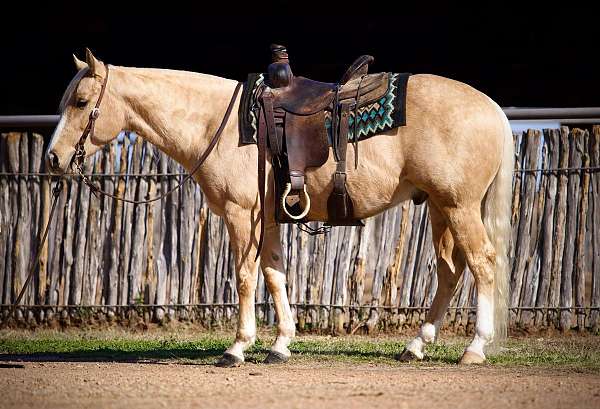 husband-safe-quarter-horse