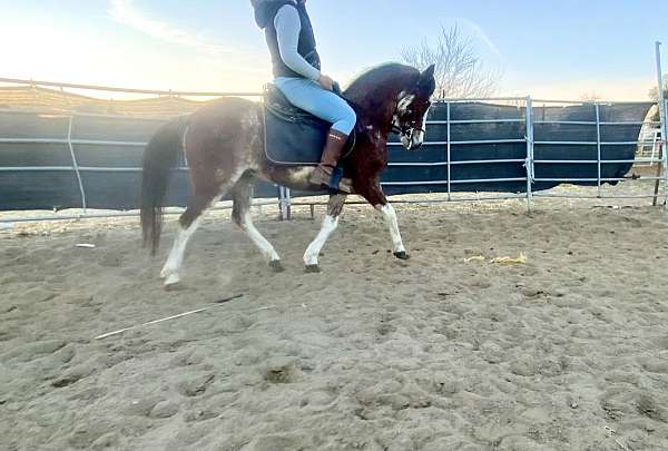 dressage-andalusian-horse