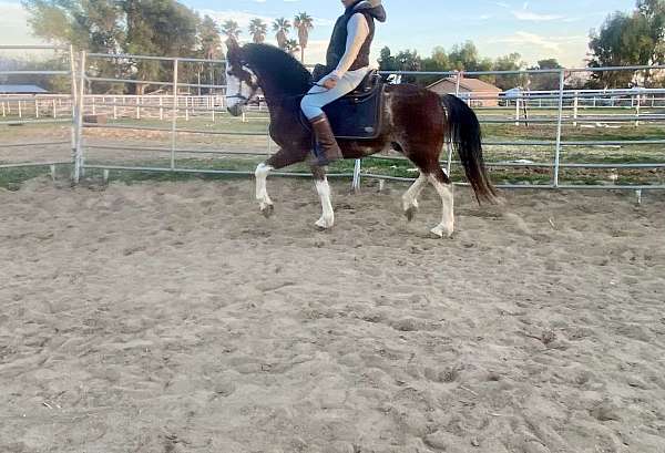 equitation-andalusian-horse