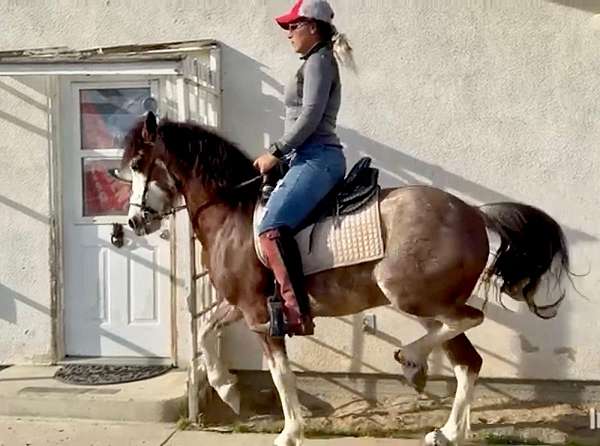 all-around-andalusian-horse