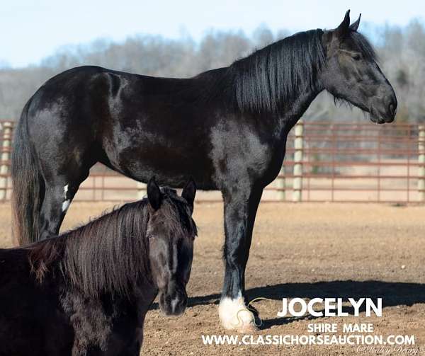 affectionate-shire-horse