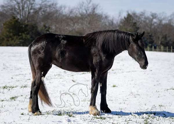 atv-shire-horse