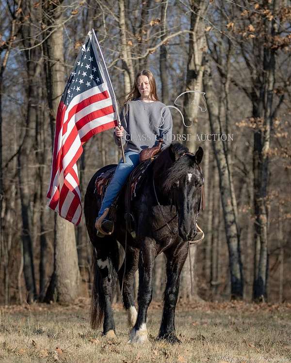 auburn-shire-horse